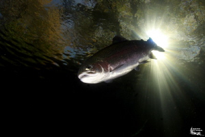 Trout in a small pond :-D by Daniel Strub 